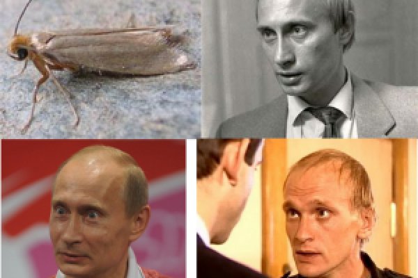 Kraken адрес